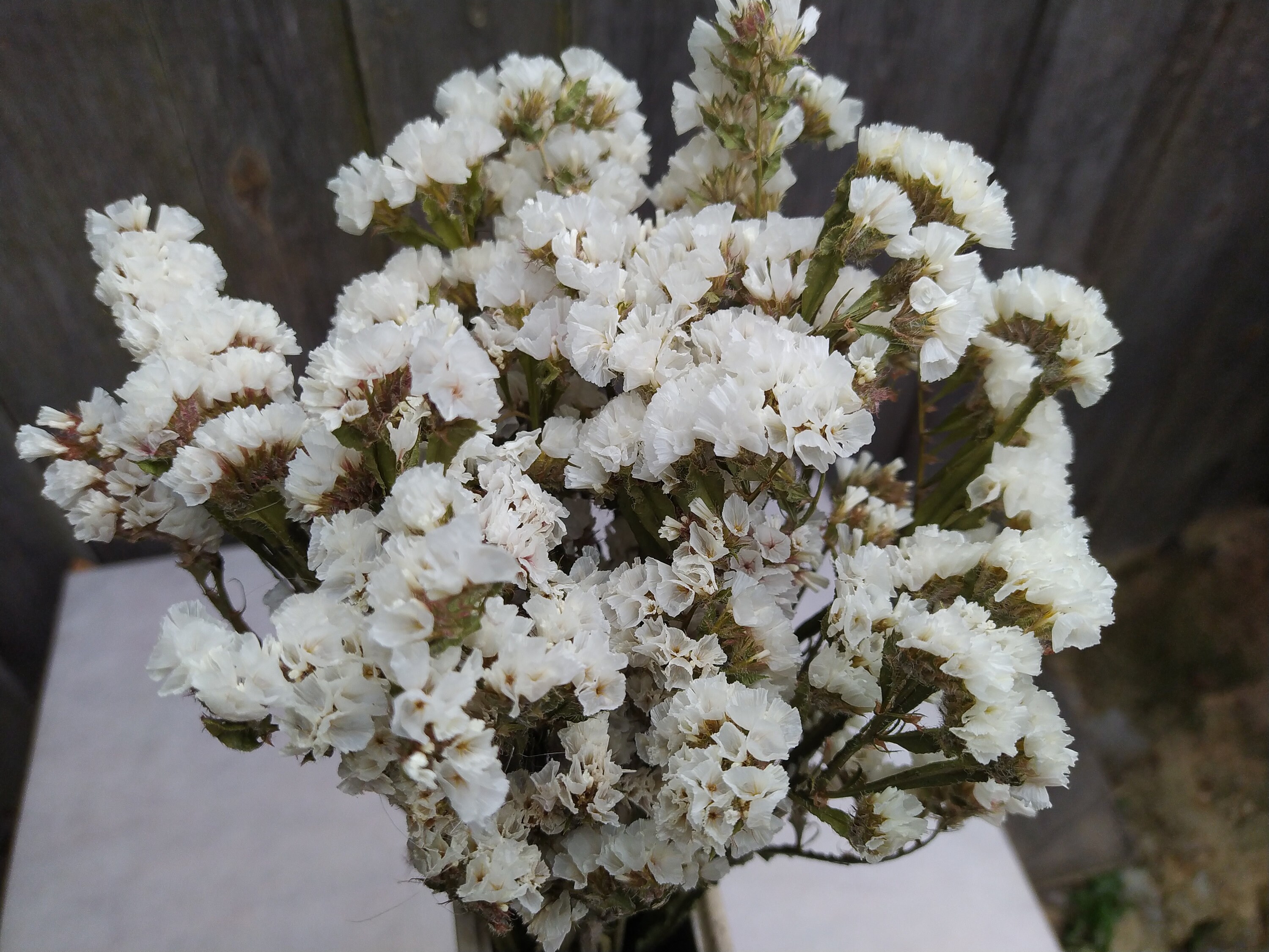 Dried Statice White and Yellow Dried Limonium Dried Statice Etsy