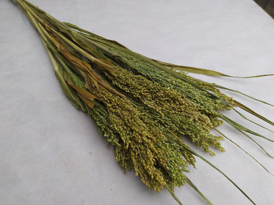 Dried grass bundle Long stem grass Wild grass bundle Dried Etsy