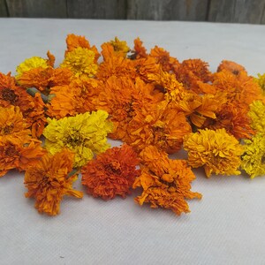 Peut inclure: Une collection de fleurs de souci s&eacute;ch&eacute;es dans des tons d'orange et de jaune. Les fleurs sont dispos&eacute;es en un tas l&acirc;che sur une surface blanche.
