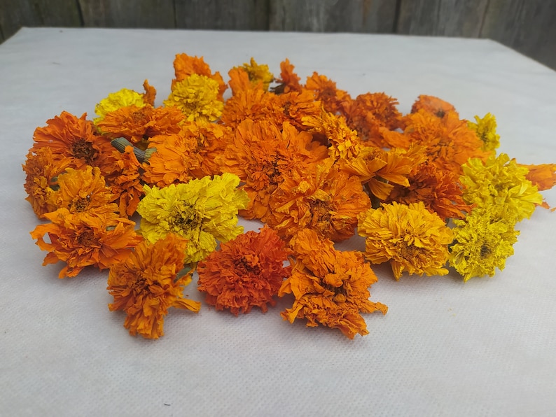 Peut inclure: Une collection de fleurs de souci s&eacute;ch&eacute;es dans des tons d'orange et de jaune. Les fleurs sont dispos&eacute;es en un tas l&acirc;che sur une surface blanche.