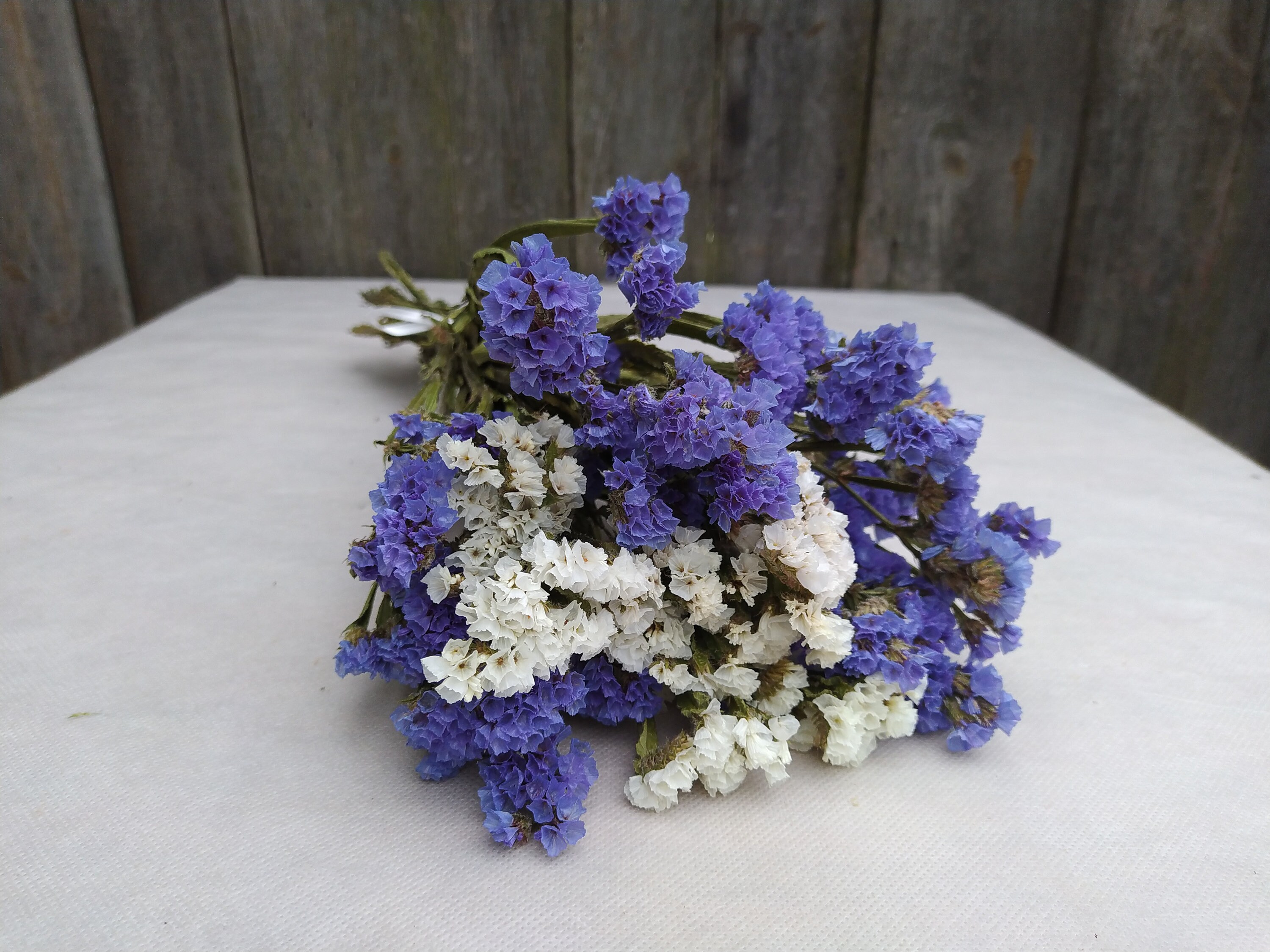 Dried statice blue and white dried limonium dried statice Etsy