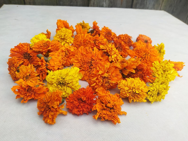 Peut inclure: Une collection de fleurs de souci s&eacute;ch&eacute;es dans des tons d'orange et de jaune. Les fleurs sont dispos&eacute;es en un tas l&acirc;che sur une surface blanche.