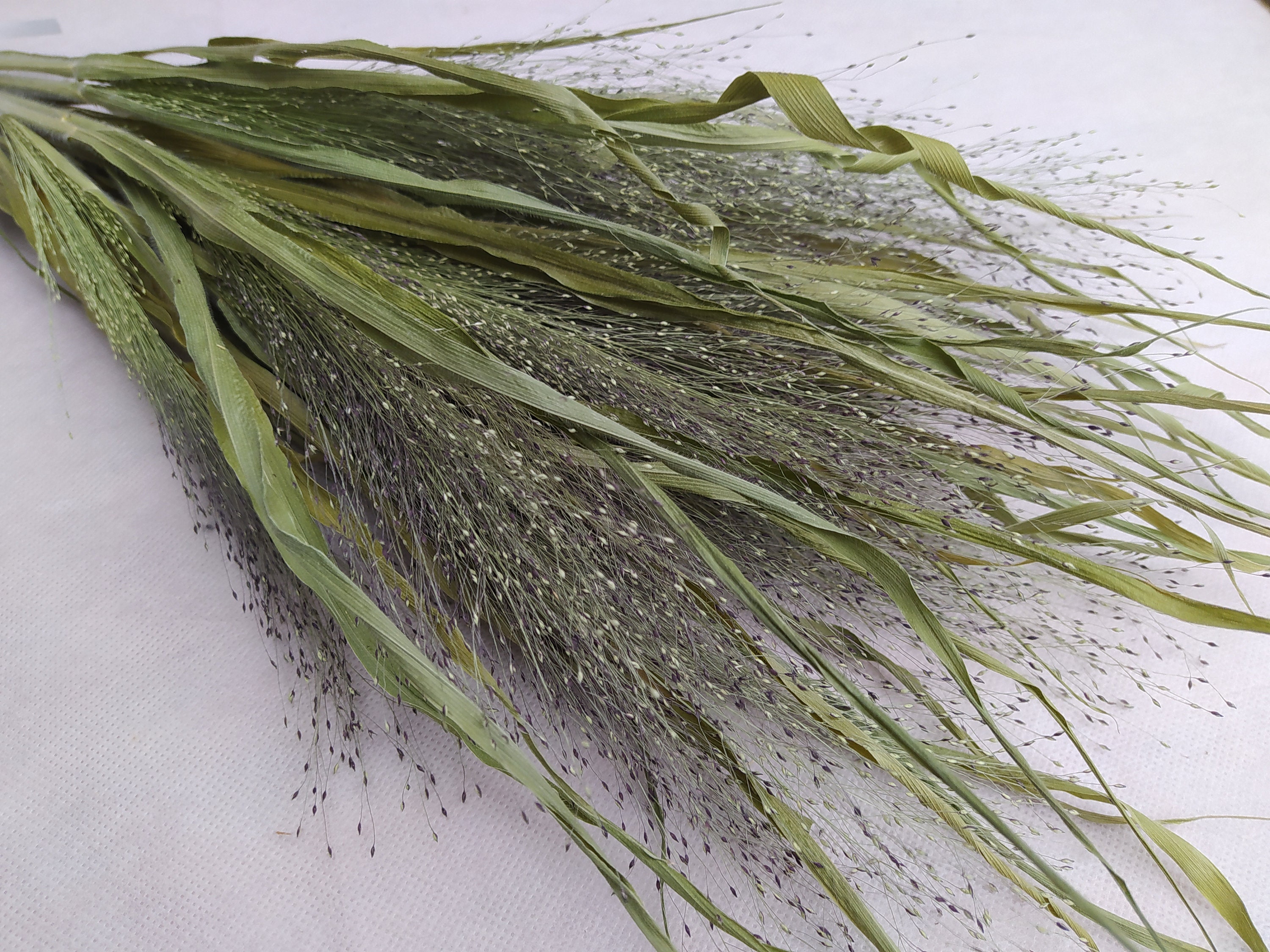 Dried grass bundle Long stem grass Wild grass bundle Dried Etsy