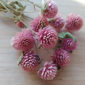 May include: A bunch of dried pink globe amaranth flowers with green stems.