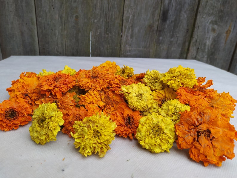 Peut inclure: Un tas de fleurs de souci s&eacute;ch&eacute;es dans des tons d'orange et de jaune. Les fleurs sont dispos&eacute;es en un groupe l&acirc;che et naturel.