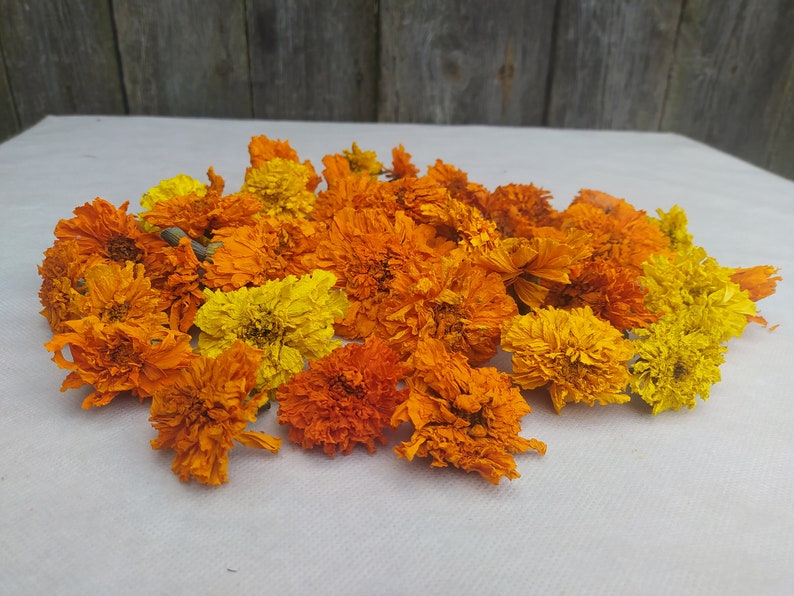 Peut inclure: Un tas de fleurs de souci s&eacute;ch&eacute;es dans des tons d'orange et de jaune. Les fleurs sont dispos&eacute;es en un groupe l&acirc;che sur une surface blanche.