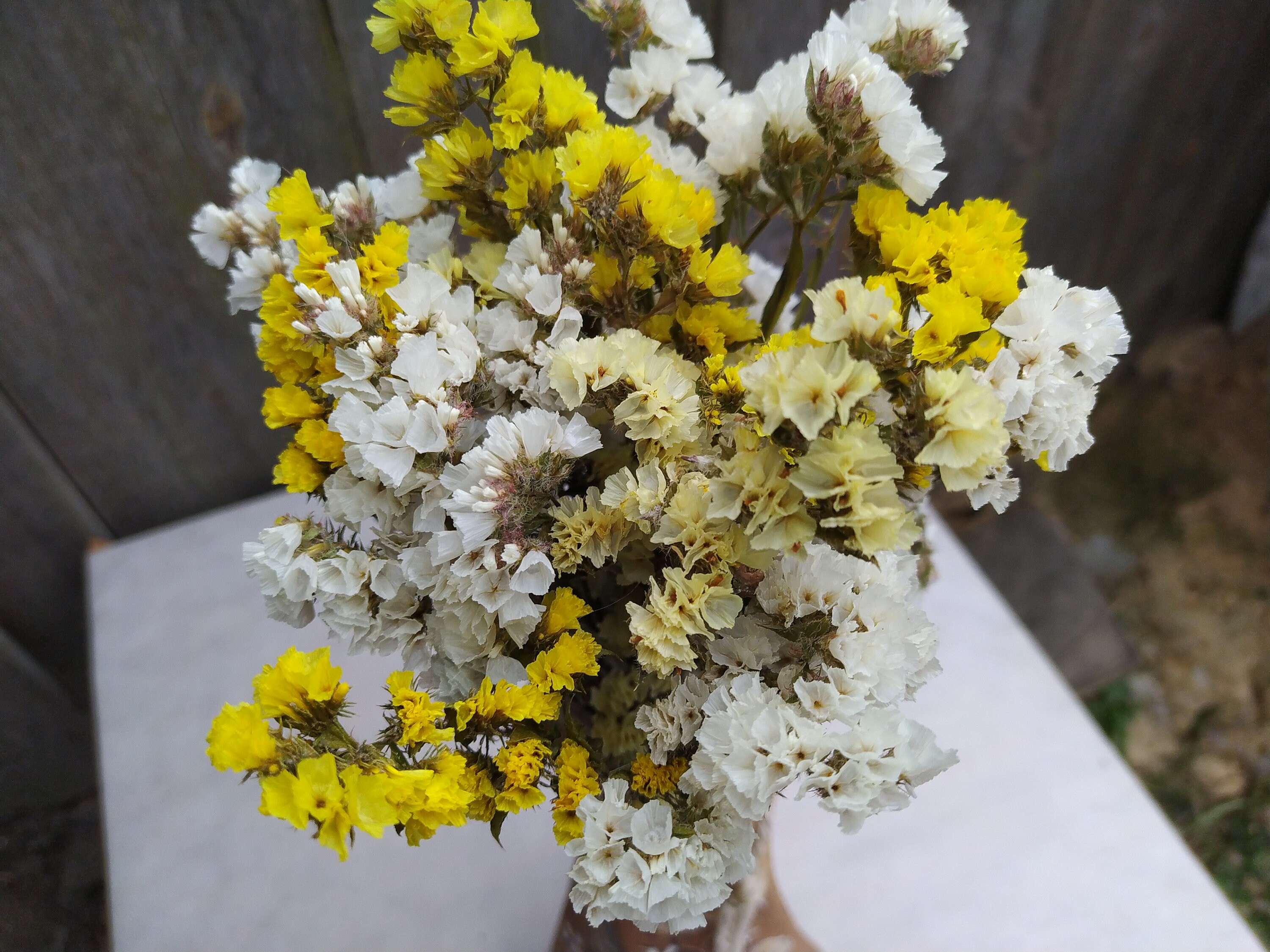 Dried Statice White and Yellow Dried Limonium Dried Statice Etsy