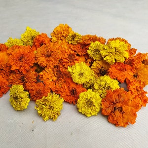 Peut inclure: Un bouquet de fleurs de souci s&eacute;ch&eacute;es dans des tons d'orange et de jaune. Les fleurs sont dispos&eacute;es en un groupe l&acirc;che, avec quelques p&eacute;tales qui tombent.