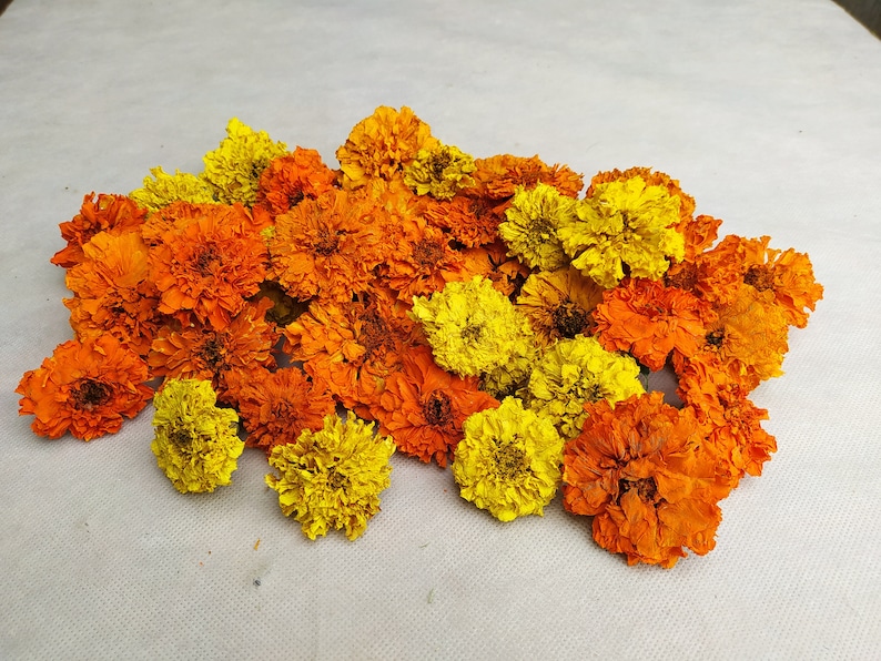 Peut inclure: Un bouquet de fleurs de souci s&eacute;ch&eacute;es dans des tons d'orange et de jaune. Les fleurs sont dispos&eacute;es en un groupe l&acirc;che, avec quelques p&eacute;tales qui tombent.