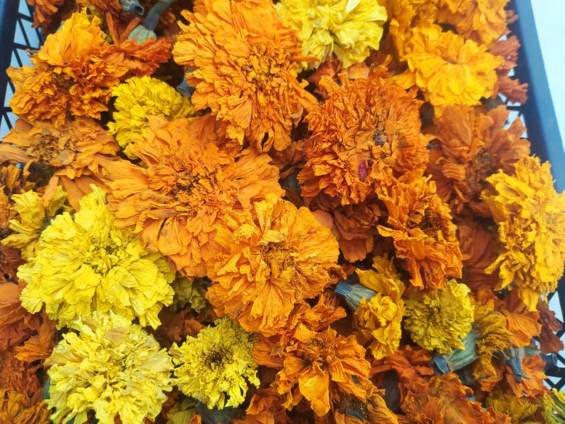Peut inclure: Une collection de fleurs de souci s&eacute;ch&eacute;es dans des tons d'orange et de jaune. Les fleurs sont dispos&eacute;es dans un panier et sont pr&ecirc;tes &agrave; &ecirc;tre utilis&eacute;es pour l'artisanat ou la d&eacute;coration.