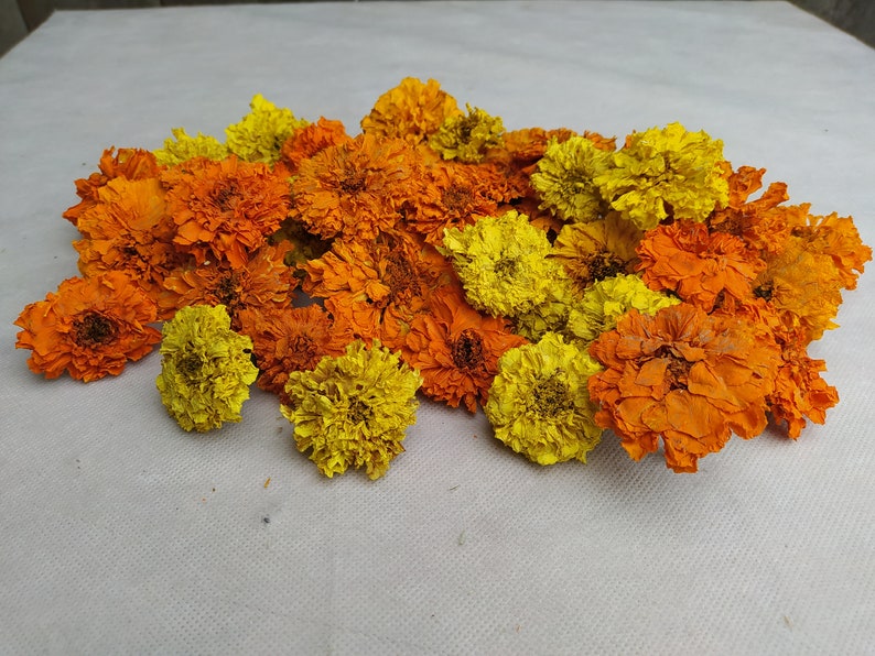 Peut inclure: Une collection de fleurs de souci s&eacute;ch&eacute;es dans des tons d'orange et de jaune. Les fleurs sont dispos&eacute;es en un tas l&acirc;che, avec quelques p&eacute;tales qui se chevauchent.