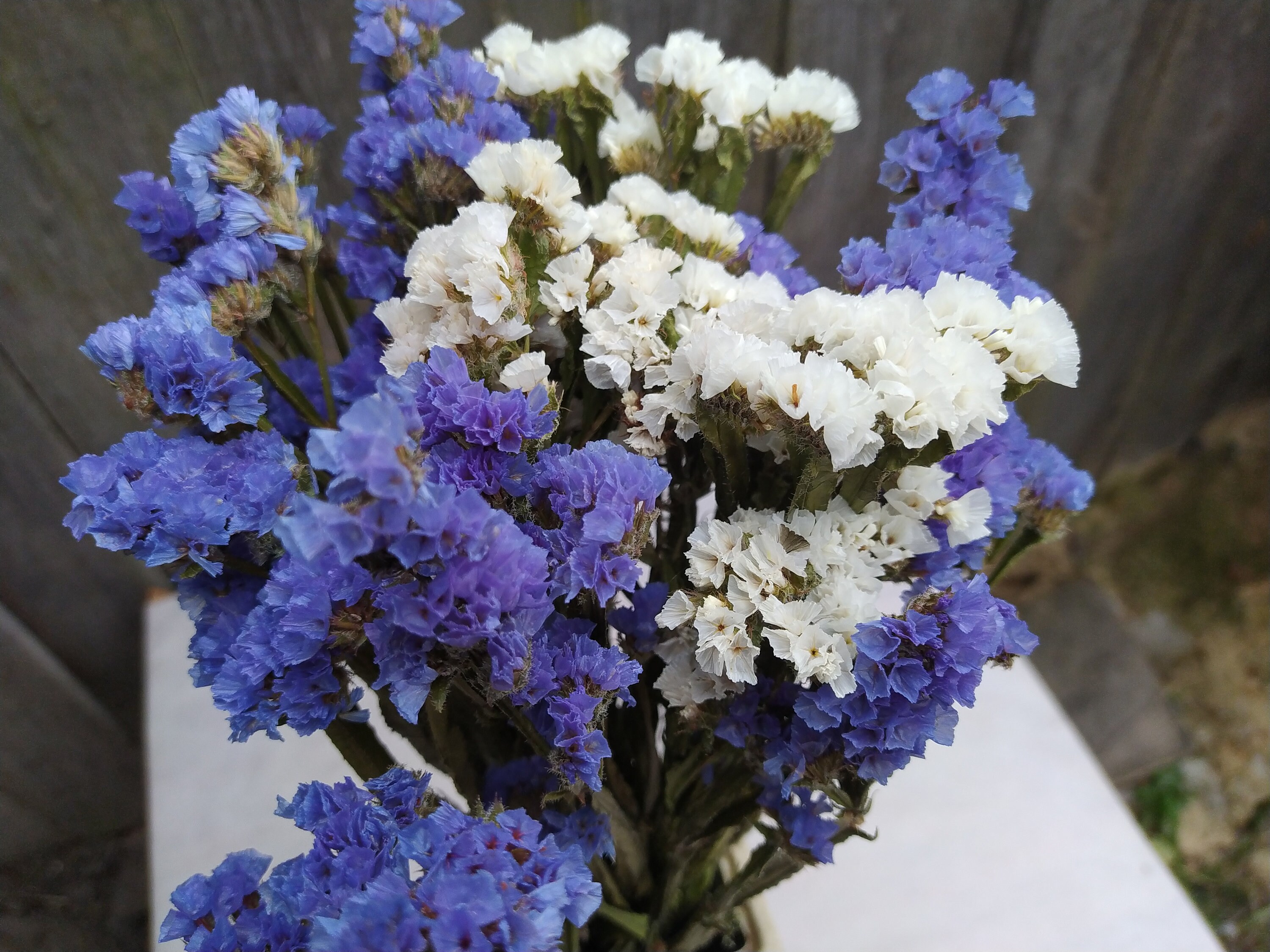 Dried statice blue and white dried limonium dried statice Etsy