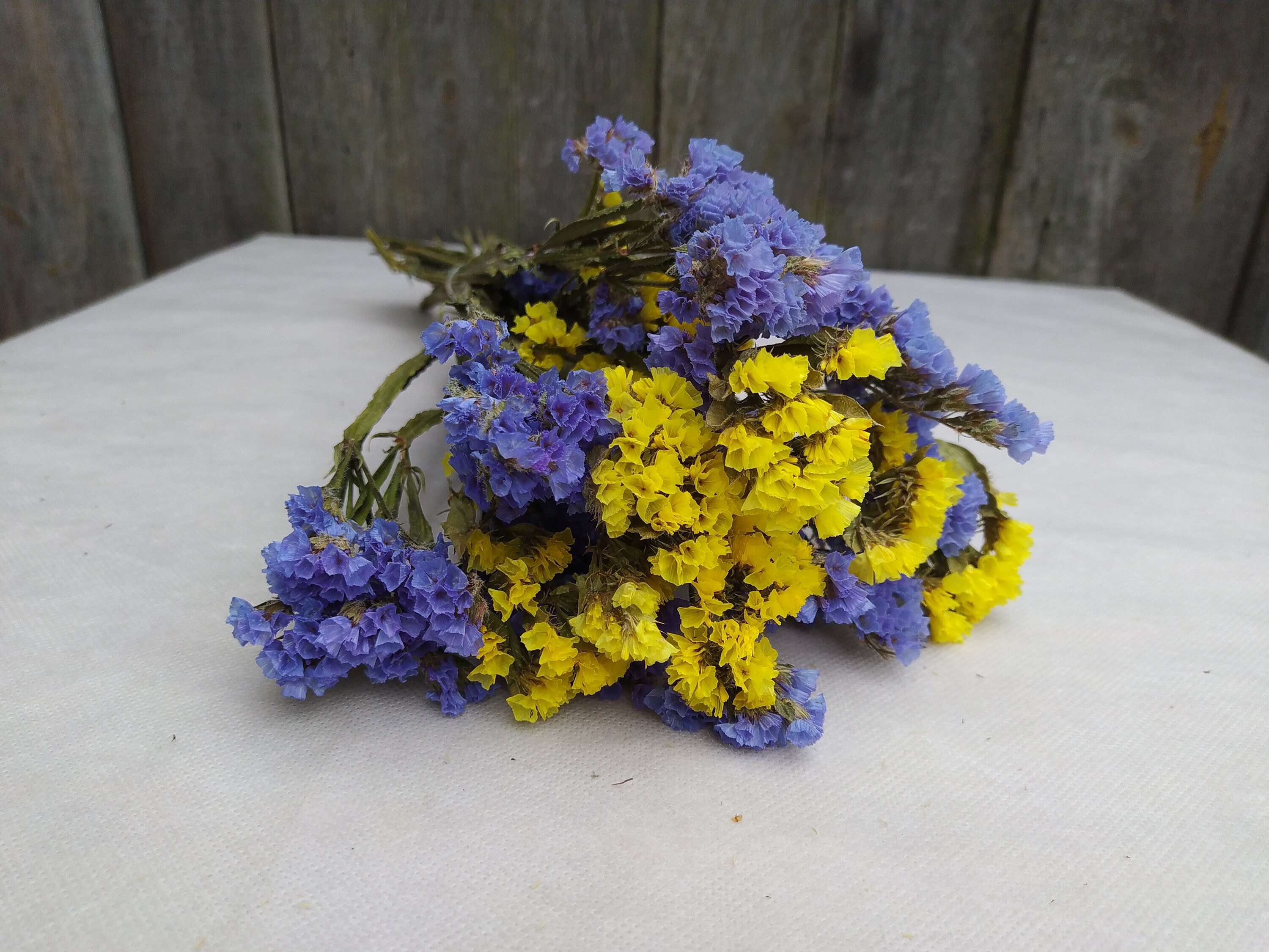 Dried Statice Blue and Yellow Mix Dried Limonium Dried Etsy