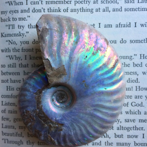 Large beautiful natural iridescent opalized rainbow ammonite