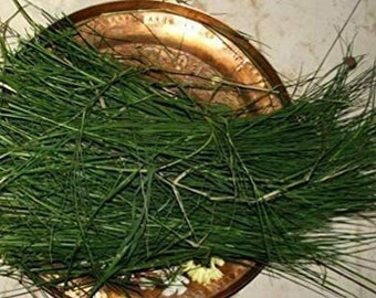 Fresh Durva / Doob / Dubo Grass BEST for Hindu Pooja  1 Pack (Free FAST UK Delivery)