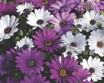 40+ African Daisy White and Purple Mix / Annual /  Flower Seeds.