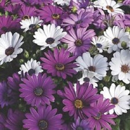 40+ African Daisy White and Purple Mix / Annual /  Flower Seeds.