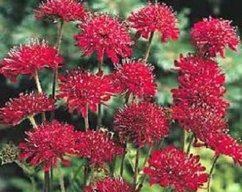 25+ Red Knight Pincushion Scabiosa / Knautia / Perennial / Flower Seeds.