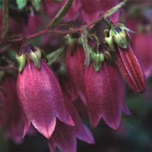 Puede incluir: Primer plano de un grupo de flores en forma de campana de color magenta, con acentos verdes. Las flores están en diferentes etapas de floración, revelando sus delicados pétalos. La imagen destaca los intrincados detalles de las flores.