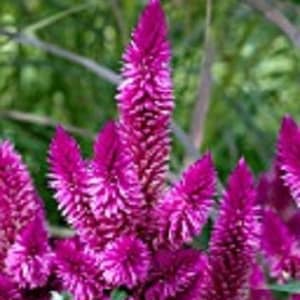Può includere: Un gruppo di fiori di celosia rosa magenta con piume piumate. I fiori sono in piena fioritura e hanno un aspetto delicato e arioso.