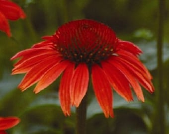 25+ Ruby Red Echinacea / Coneflower / Long-Lasting / Perennial / Flower Seeds.