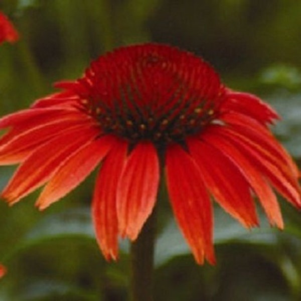 25+ Ruby Red Echinacea / Sonnenhut / Langlebig / Staude / Blumensamen.