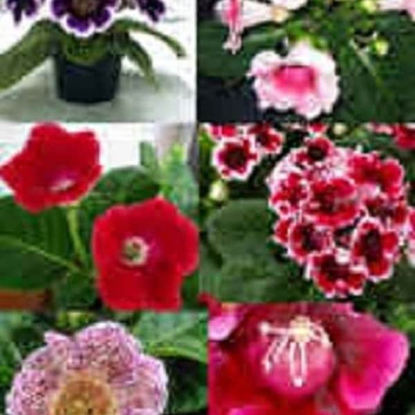 25+ Gloxinia Empress Mix / Flower Seeds.