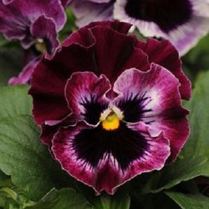 May include: A close-up of a single dark purple pansy flower with white and purple markings. The flower has a dark purple center with a yellow center.