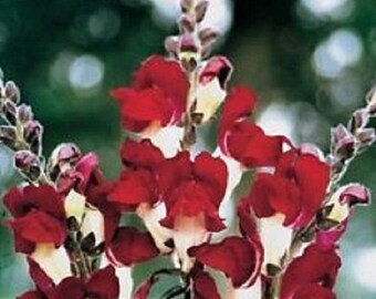 30+ Night & Day Antirrhinum / Snapdragon / Annual / Flower Seeds.