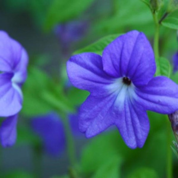 50+ Violet Browallia / Annual / Flower Seeds.