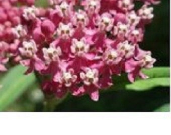 30+ Asclepias Rose with Pink Center / Perennial / Flower Seeds.