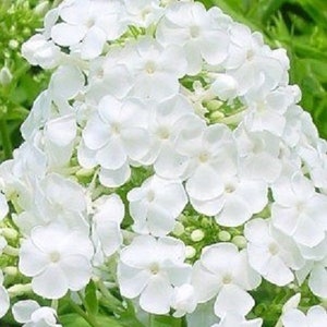 Pode incluir: Um grupo de flores de phlox brancas em plena floração. As flores estão dispostas em uma forma redonda e densa, com muitas pétalas e uma fragrância delicada e doce.