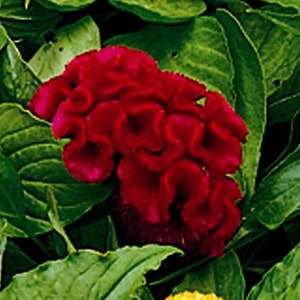 30+ Red Cockscomb  Celosia / Reseeding Annual / Flower Seeds.