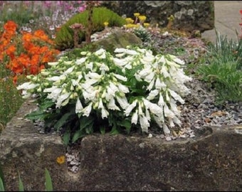 25+ Snow Bells Penstemon / Hirsutus /Hardy / Perennial / Flower Seeds.