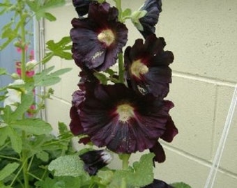 30+ Black Hollyhock / Alcea Rosea / Perennial / Flower Seeds.