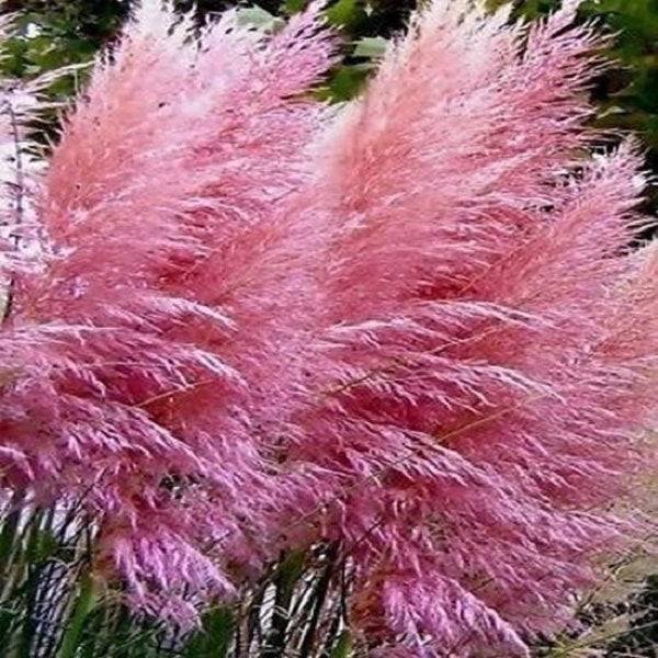 50+ Pink Pompas Grass Cortaderia / Pest and Drought Resistant / Perennial / Flower Seeds.