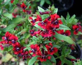15+ Cuphea Scarlet Red Cigar Plant / Perennial / Flower Seeds.