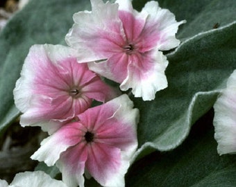 30+ Angel's Blush Heirloom Lychnis / Perennial / Flower Seeds.