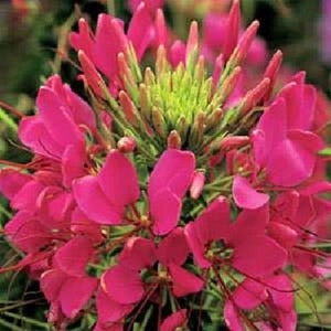 Puede incluir: Primer plano de una flor rosa vibrante con tallos largos y delgados y pétalos delicados. La flor está en plena floración y tiene un grupo de capullos en el centro.