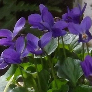 May include: A close-up of a cluster of purple violets in bloom. The flowers are delicate and have a soft, velvety texture. The leaves are green and lush, providing a vibrant contrast to the purple blooms.