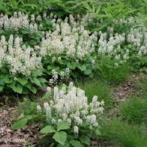 20 + blanc Tiarella « Tiarelle » / vivaces / graines de fleurs.