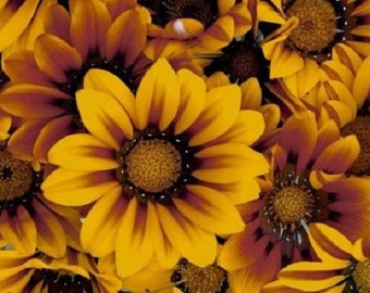 30+ Bronze Star Gazania / Drought Tolerant / Annual / Flower Seeds.