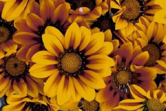 Reseeding Annual 30 Kiss Rose Gazania Flower Seeds