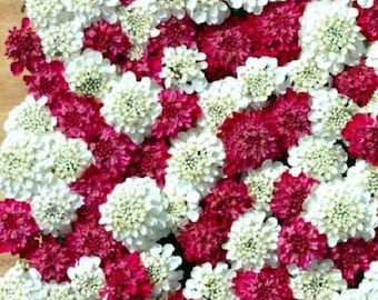 50+ Iberis Red and White Mix Candytuft / Deer Resistant / Perennial / Flower Seeds.