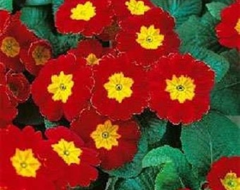 15+ Red Acaulis Primula / Primrose / Perennial / Flower Seeds.