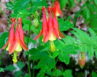 25+ Aquilegia Bi-Color Canadensis / Perennial / Flower Seeds.