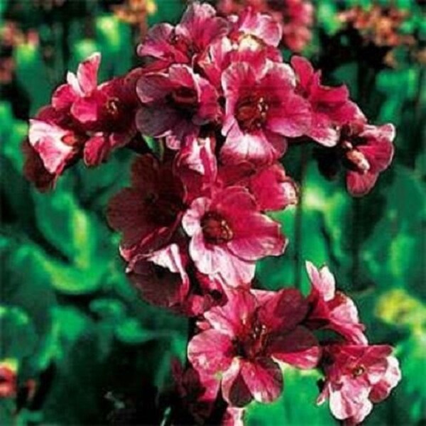 15+ Red Bergenia / Ground Cover / Perennial / Flower Seeds.