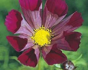 35+ Cosmos Pied Piper / Fluted / Drought Tolerant / Annual / Flower Seeds.