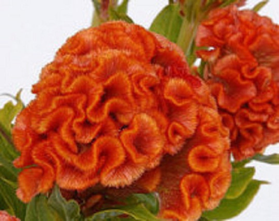 30+ Celosia Orange Cockscomb Flower Seeds/ Reseeding Annual - Etsy