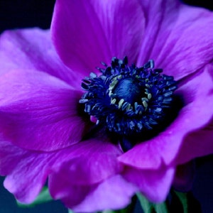 30 + Purple Anemone / Perennial / Flower Seeds.